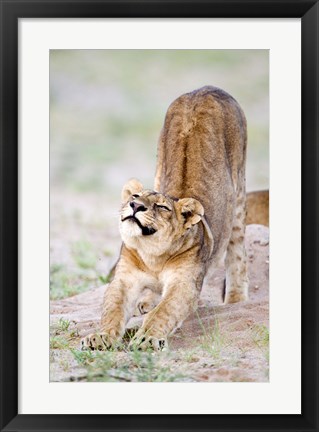 Framed Lioness (Panthera leo) stretching in a forest, Tarangire National Park, Tanzania Print