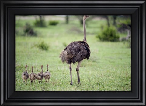 Framed Masai ostrich (Struthio camelus) with its chicks in a forest, Tarangire National Park, Tanzania Print