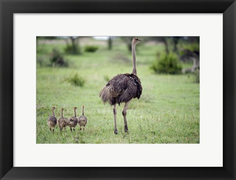 Framed Masai ostrich (Struthio camelus) with its chicks in a forest, Tarangire National Park, Tanzania Print