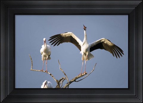 Framed Three White storks (Ciconia ciconia) perching on branches, Tarangire National Park, Tanzania Print