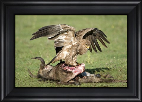 Framed Tawny eagle (Aquila rapax) eating a dead animal, Ndutu, Ngorongoro, Tanzania Print