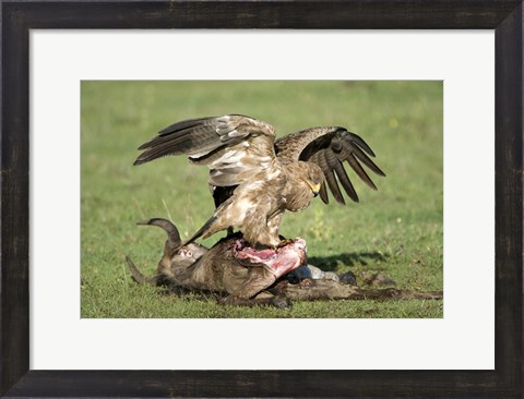Framed Tawny eagle (Aquila rapax) eating a dead animal, Ndutu, Ngorongoro, Tanzania Print