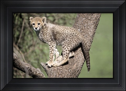 Framed Cheetah Cub on a Tree, Ndutu, Ngorongoro, Tanzania Print