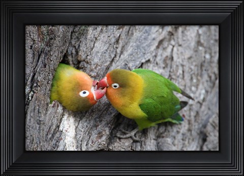 Framed Close-up of a pair of lovebirds, Ndutu, Ngorongoro, Tanzania Print
