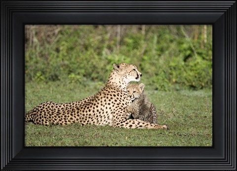 Framed Cheetah cub (Acinonyx jubatus) playing with its mother, Ndutu, Ngorongoro, Tanzania Print