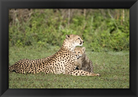 Framed Cheetah cub (Acinonyx jubatus) playing with its mother, Ndutu, Ngorongoro, Tanzania Print