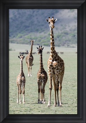 Framed Giraffes (Giraffa camelopardalis) standing in a forest, Lake Manyara, Tanzania Print