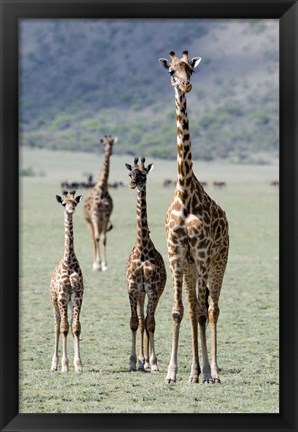 Framed Giraffes (Giraffa camelopardalis) standing in a forest, Lake Manyara, Tanzania Print