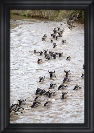 Framed Wildebeests crossing a river, Mara River, Masai Mara National Reserve, Kenya Print