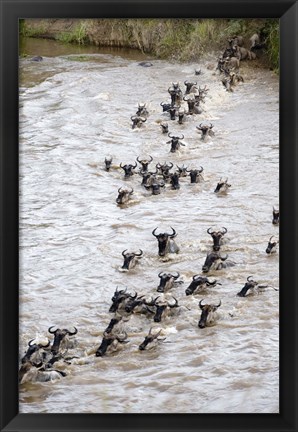 Framed Wildebeests crossing a river, Mara River, Masai Mara National Reserve, Kenya Print