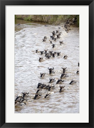 Framed Wildebeests crossing a river, Mara River, Masai Mara National Reserve, Kenya Print