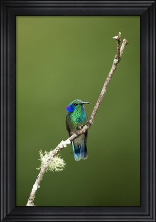 Framed Close-up of a Green Violetear hummingbird (Colibri thalassinus), Savegre, Costa Rica Print