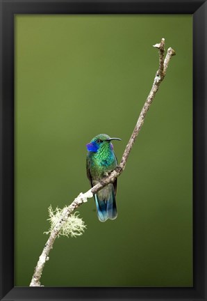 Framed Close-up of a Green Violetear hummingbird (Colibri thalassinus), Savegre, Costa Rica Print