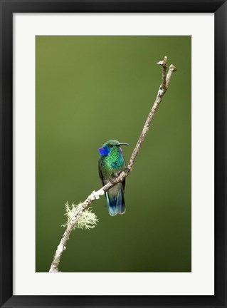 Framed Close-up of a Green Violetear hummingbird (Colibri thalassinus), Savegre, Costa Rica Print