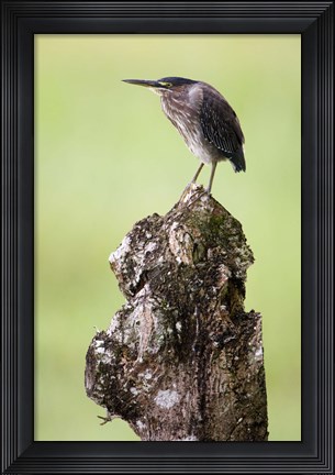 Framed Close-up of a Green heron (Butorides virescens), Cano Negro, Costa Rica Print