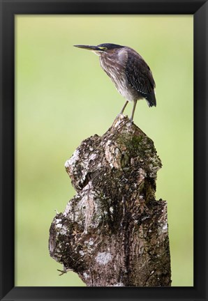 Framed Close-up of a Green heron (Butorides virescens), Cano Negro, Costa Rica Print