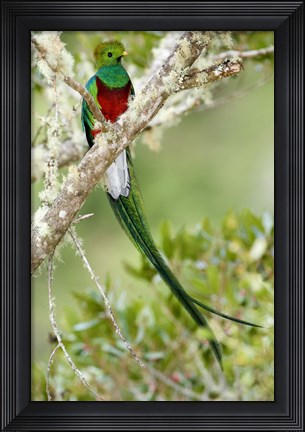 Framed Close-up of Resplendent quetzal (Pharomachrus mocinno) perching on a branch, Savegre, Costa Rica Print