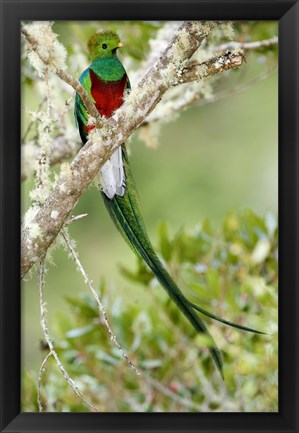 Framed Close-up of Resplendent quetzal (Pharomachrus mocinno) perching on a branch, Savegre, Costa Rica Print