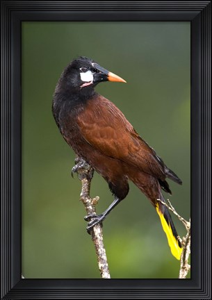 Framed Close-up of a Montezuma oropendola (Psarocolius montezuma) perching on a branch, Arenal Volcano, Costa Rica Print