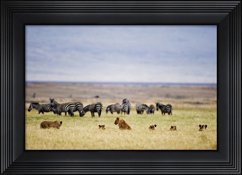Framed Lion family (Panthera leo) looking at a herd of zebras in a field, Ngorongoro Crater, Ngorongoro, Tanzania Print