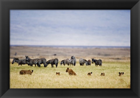 Framed Lion family (Panthera leo) looking at a herd of zebras in a field, Ngorongoro Crater, Ngorongoro, Tanzania Print