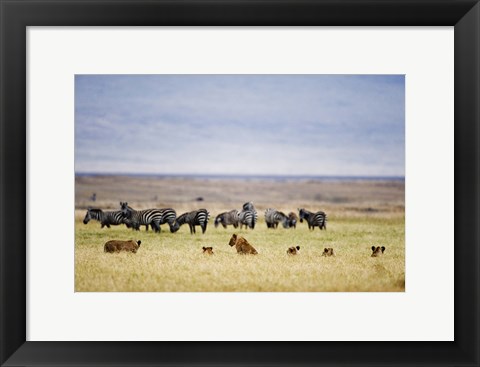 Framed Lion family (Panthera leo) looking at a herd of zebras in a field, Ngorongoro Crater, Ngorongoro, Tanzania Print