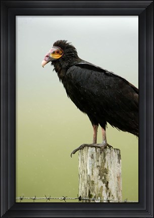 Framed Close-up of a Lesser Yellow-Headed vulture (Cathartes burrovianus) perching on wooden post, Cano Negro, Costa Rica Print