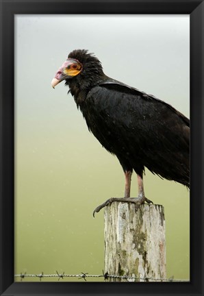 Framed Close-up of a Lesser Yellow-Headed vulture (Cathartes burrovianus) perching on wooden post, Cano Negro, Costa Rica Print