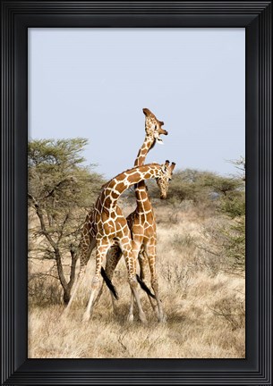 Framed Reticulated giraffes (Giraffa camelopardalis reticulata) necking in a field, Samburu National Park, Rift Valley Province, Kenya Print