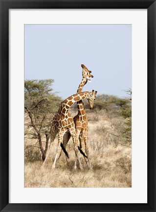Framed Reticulated giraffes (Giraffa camelopardalis reticulata) necking in a field, Samburu National Park, Rift Valley Province, Kenya Print