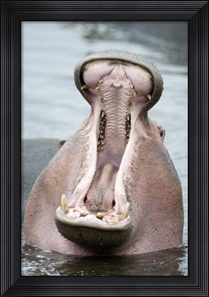 Framed Close-up of a hippopotamus (Hippopotamus amphibius) yawning in a lake, Lake Manyara, Tanzania Print