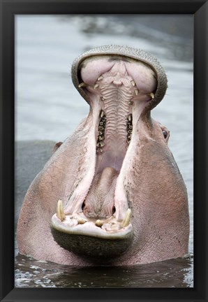 Framed Close-up of a hippopotamus (Hippopotamus amphibius) yawning in a lake, Lake Manyara, Tanzania Print