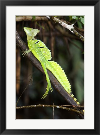 Framed Close-up of a Plumed basilisk (Basiliscus plumifrons), Costa Rica Print