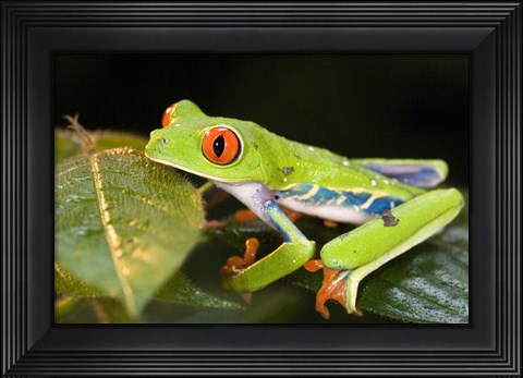 Framed Red-Eyed Tree frog (Agalychnis callidryas) on leaves Print