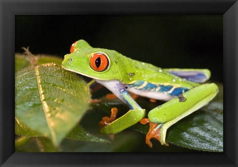 Framed Red-Eyed Tree frog (Agalychnis callidryas) on leaves Print