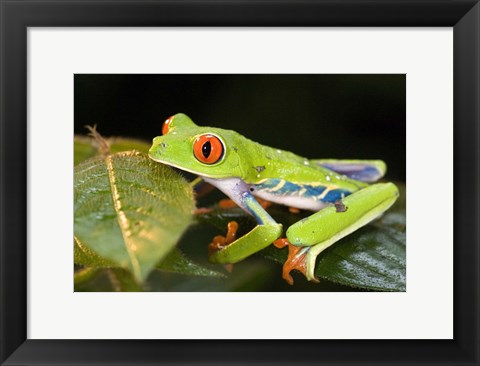 Framed Red-Eyed Tree frog (Agalychnis callidryas) on leaves Print