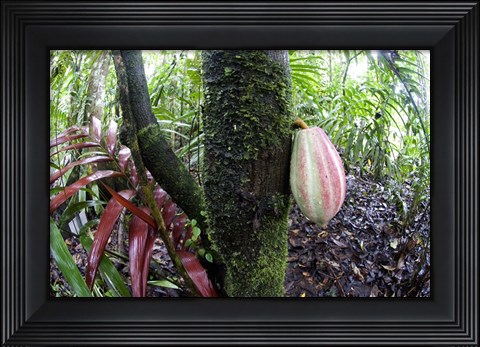 Framed Cocoa tree in a rainforest, Costa Rica Print