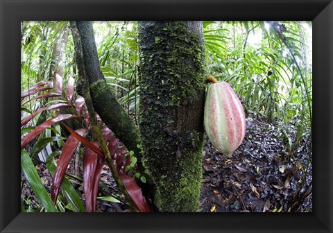 Framed Cocoa tree in a rainforest, Costa Rica Print