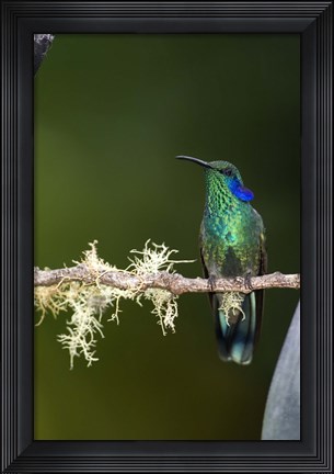 Framed Close-up of a Green Violetear hummingbird (Colibri thalassinus) perching on branch, Savegre, Costa Rica Print