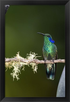 Framed Close-up of a Green Violetear hummingbird (Colibri thalassinus) perching on branch, Savegre, Costa Rica Print