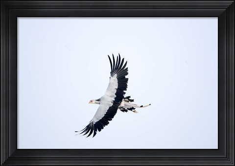 Framed Secretary bird (Sagittarius serpentarius) in flight, Samburu National Park, Rift Valley Province, Kenya Print