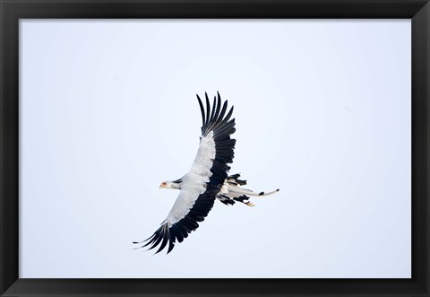 Framed Secretary bird (Sagittarius serpentarius) in flight, Samburu National Park, Rift Valley Province, Kenya Print