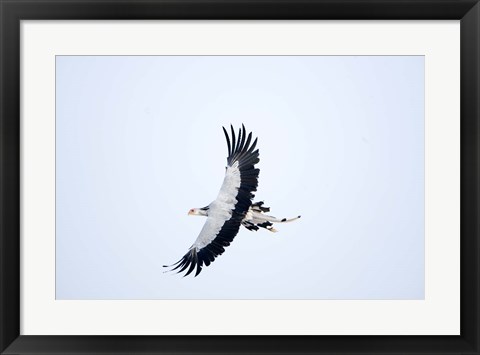 Framed Secretary bird (Sagittarius serpentarius) in flight, Samburu National Park, Rift Valley Province, Kenya Print