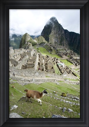 Framed High angle view of Llama (Lama glama) with Incan ruins in the background, Machu Picchu, Peru Print