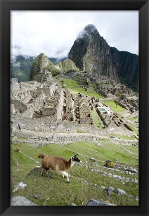 Framed High angle view of Llama (Lama glama) with Incan ruins in the background, Machu Picchu, Peru Print