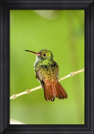 Framed Close-up of Rufous-Tailed hummingbird (Amazilia tzacatl) perching on a twig, Costa Rica Print