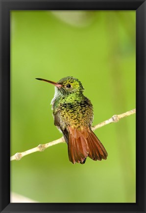 Framed Close-up of Rufous-Tailed hummingbird (Amazilia tzacatl) perching on a twig, Costa Rica Print