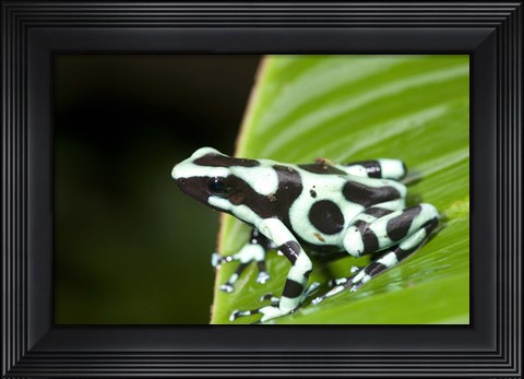 Framed Close-up of a Green and Black Poison Dart frog (Dendrobates auratus) on a leaf, Costa Rica Print