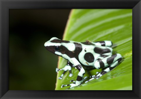 Framed Close-up of a Green and Black Poison Dart frog (Dendrobates auratus) on a leaf, Costa Rica Print