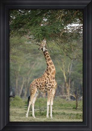 Framed Rothschild giraffe (Giraffa camelopardalis rothschildi) feeding on tree leaves, Lake Nakuru National Park, Kenya Print